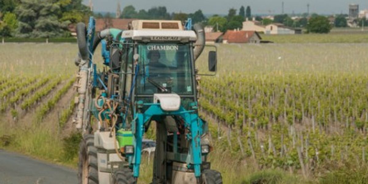 In Bordeaux, French Wine Business vs. Safe Schools - Vimarsana News
