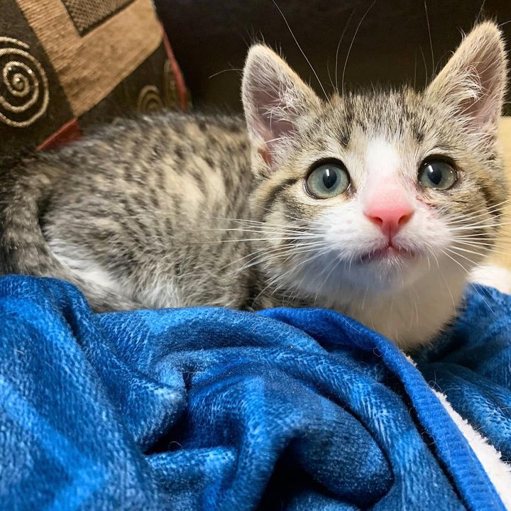 feral kitten rescue