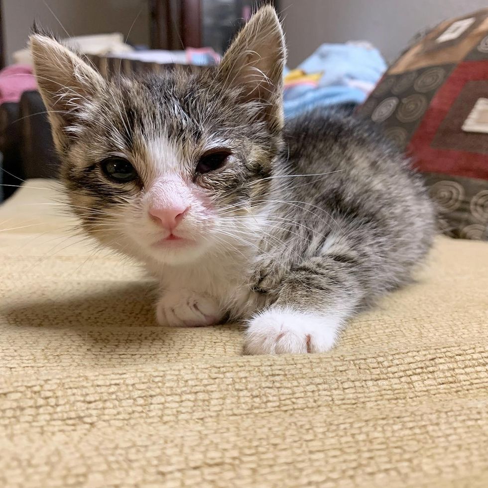 Kitten Lived as a Feral Turns Out to Be Sweet Cat Who Just Needed a ...