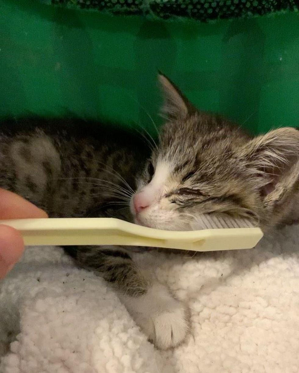 toothbrush kitten socialization