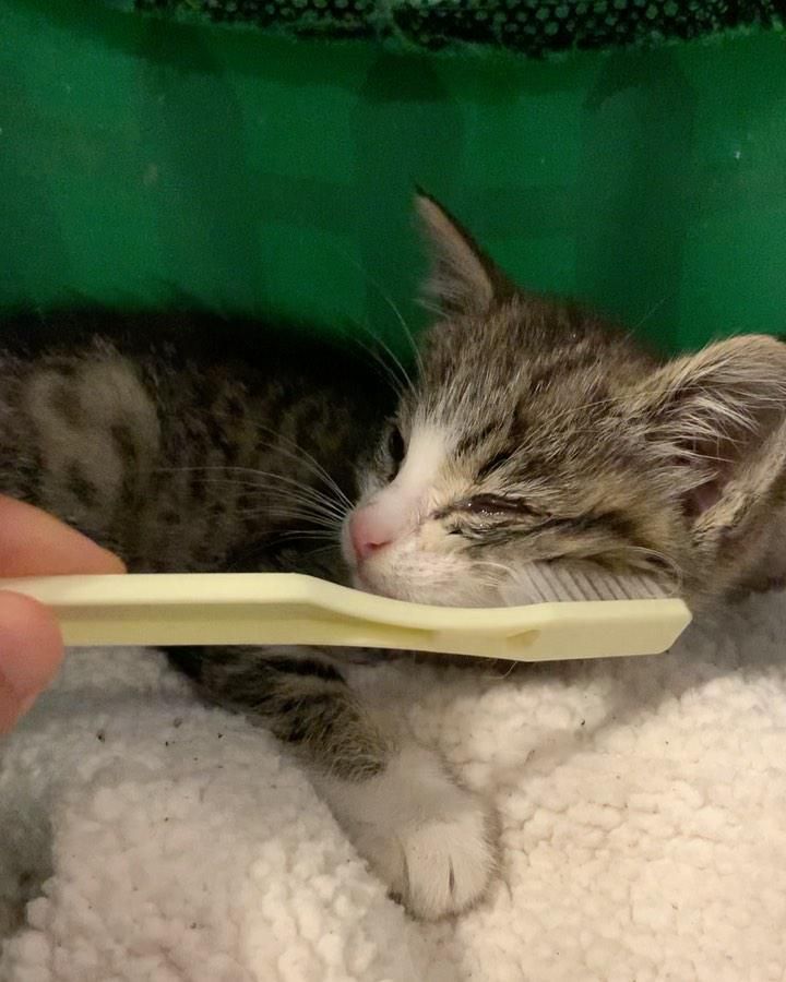 toothbrush kitten socialization