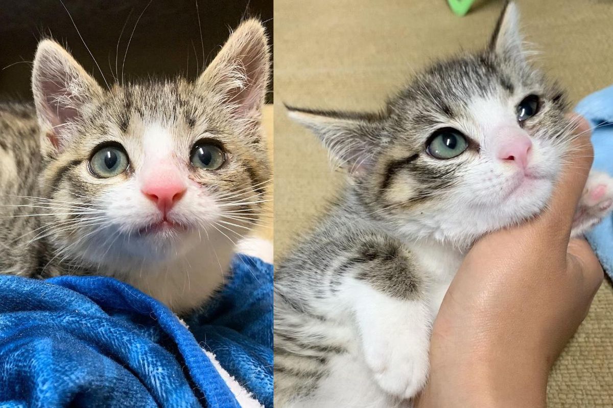 Kitten Lived as a Feral Turns Out to Be Sweet Cat Who Just Needed a Chance