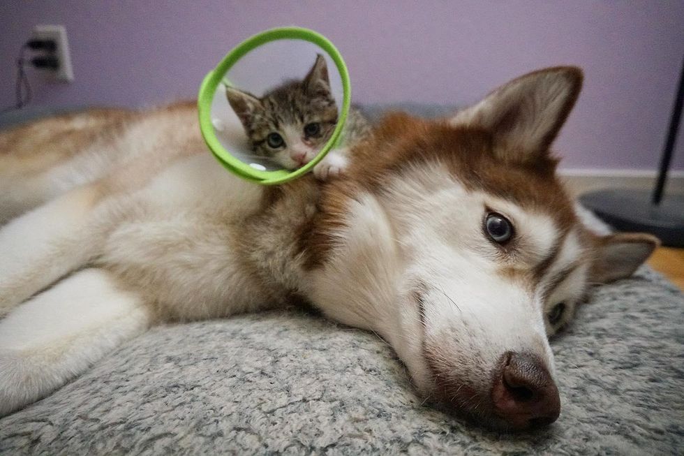 husky dog kitten