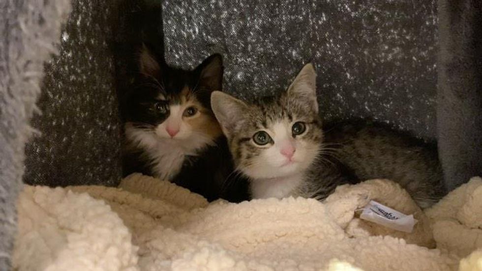 calico tabby kitten