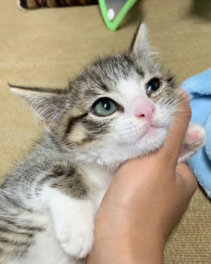 snuggly happy kitten