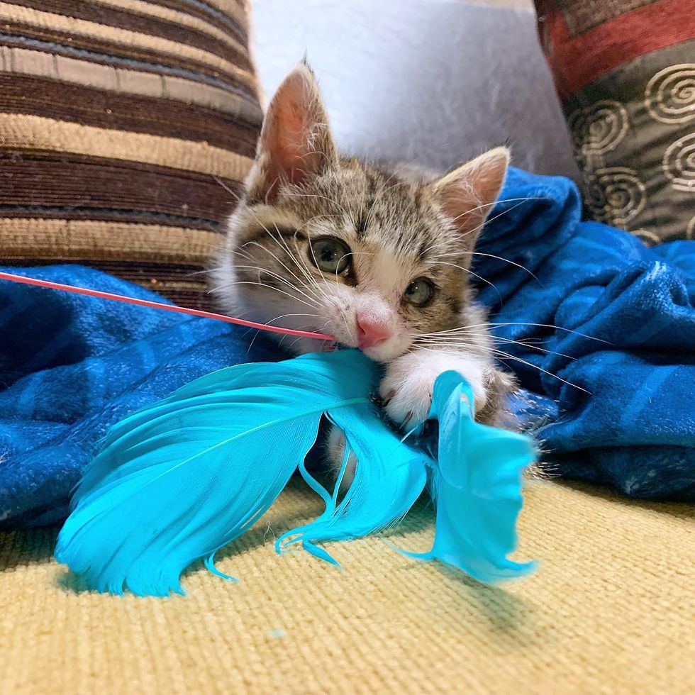 kitten catches feather toy
