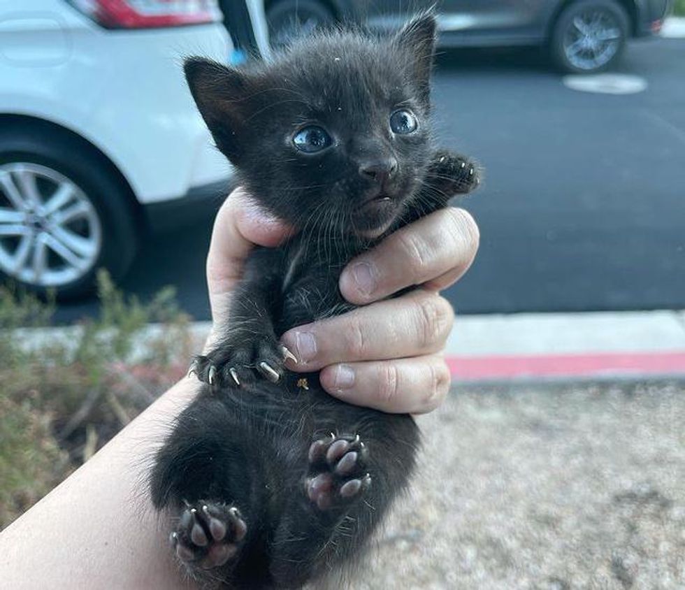 rescued kitten tiny