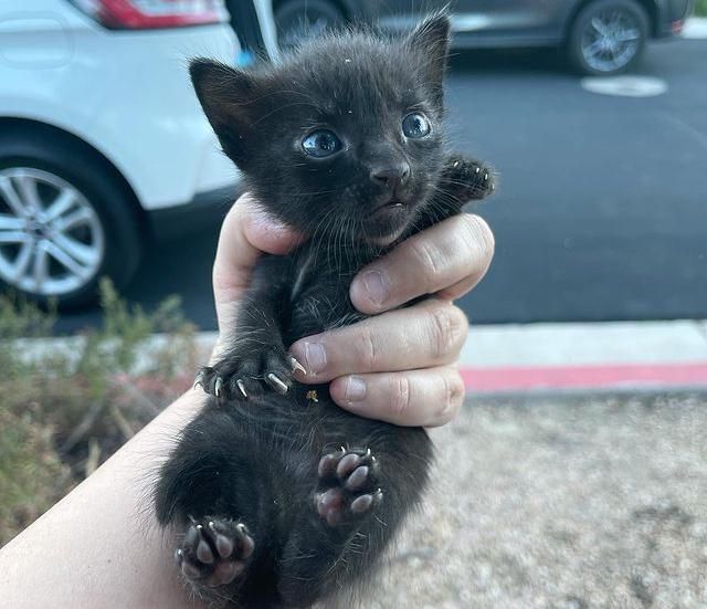 rescued kitten tiny