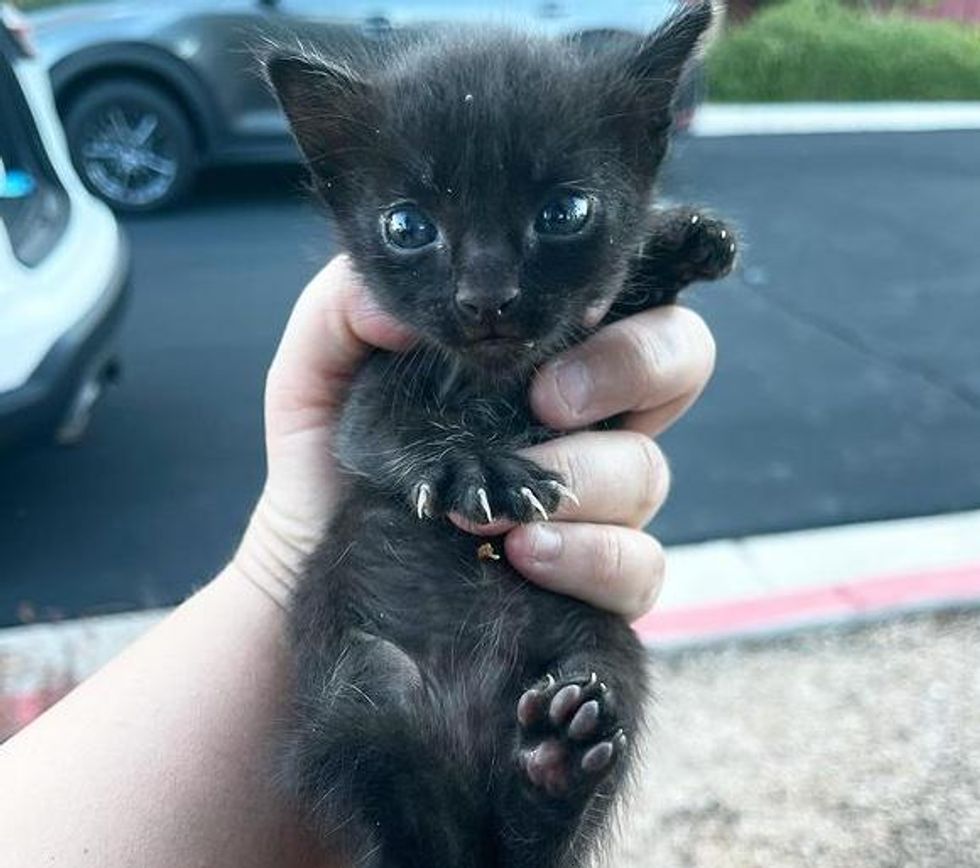 tiny palm sized kitten