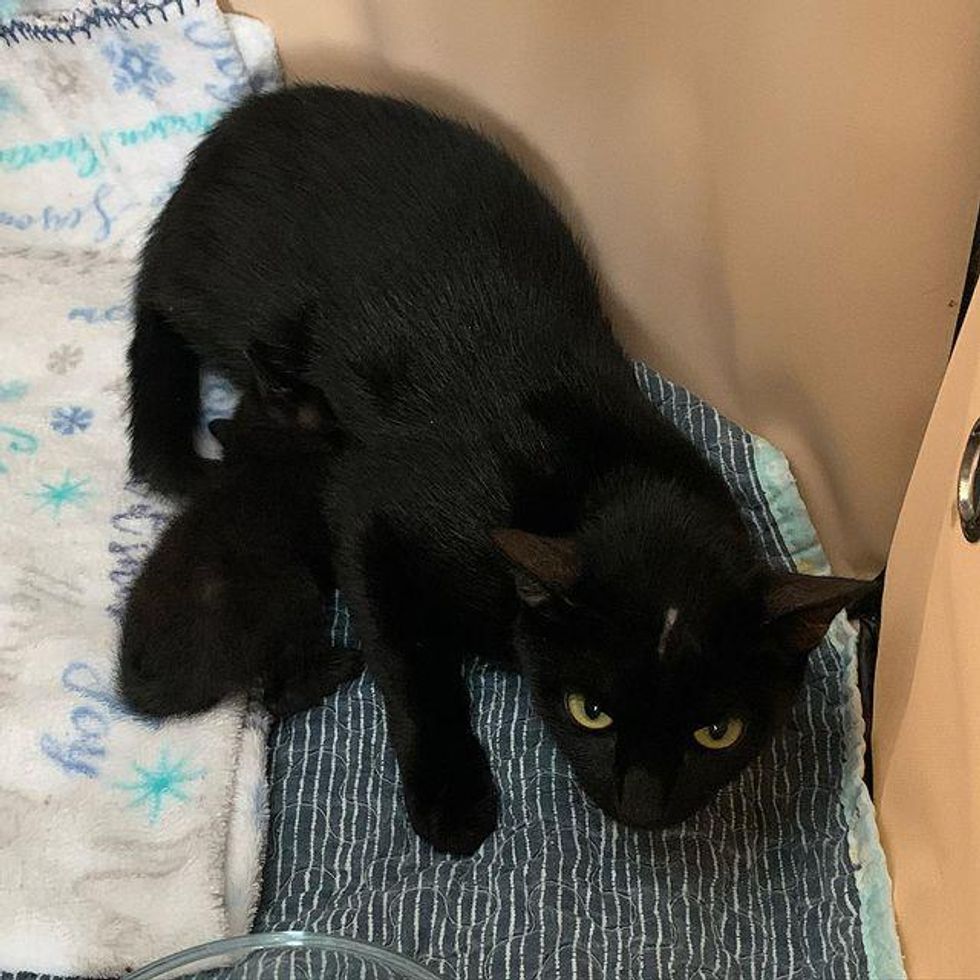 cat mom nursing kitten