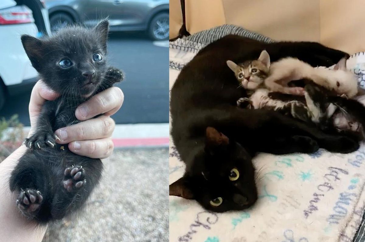 Woman Finds Elusive Cat After a Year of Searching and Rescues Her Kittens too