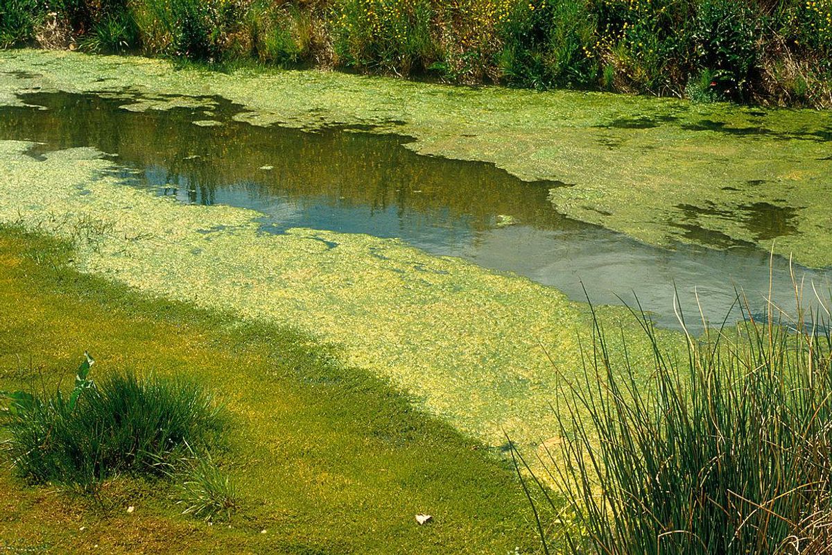 Person found sick after swimming in potentially harmful bacteria in Bull Creek