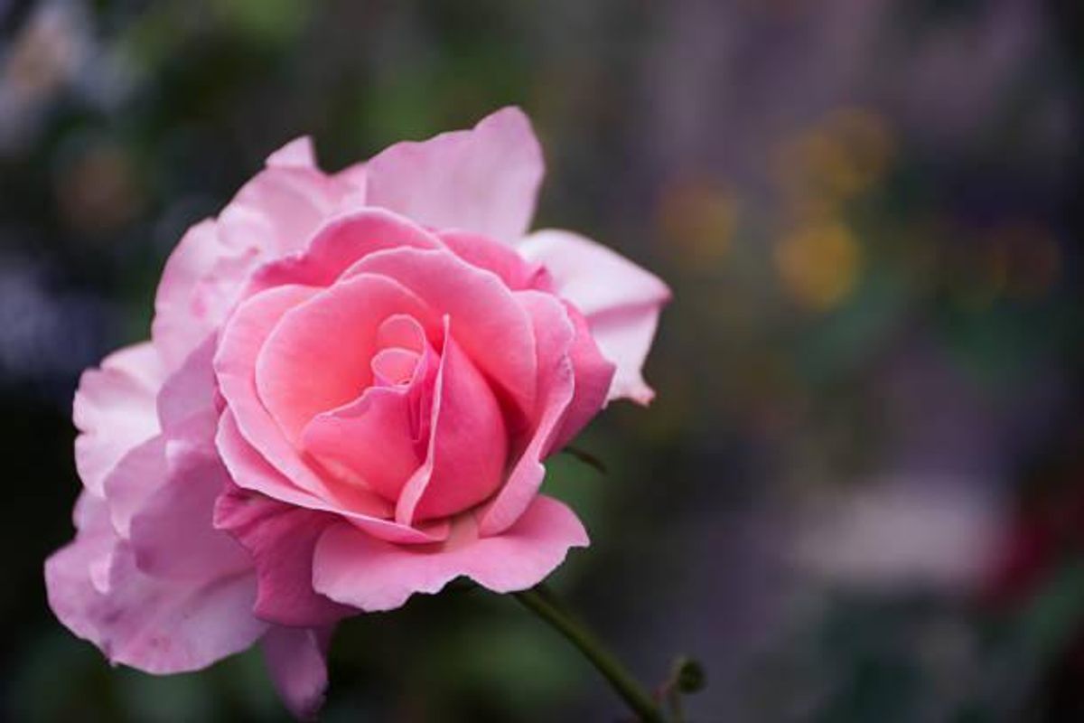 La rosa cinese, sempre in fiore e senza spine
