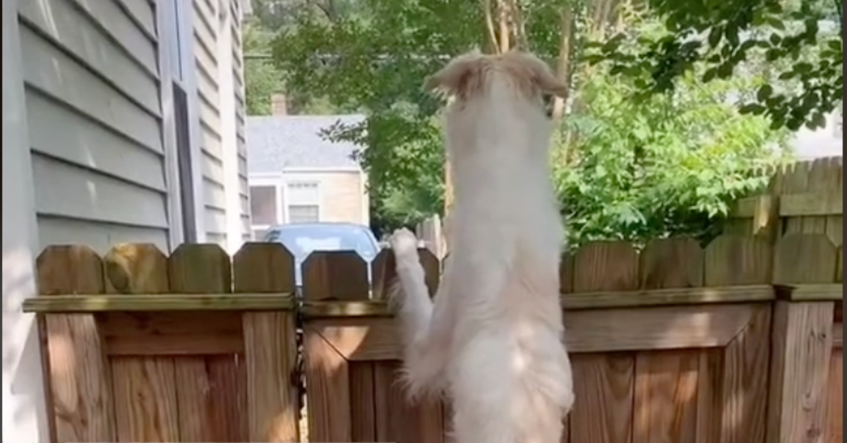 TikTok Stunned After Owner Posts Viral Video Of Their Tall Dog Standing To Look Over A Fence