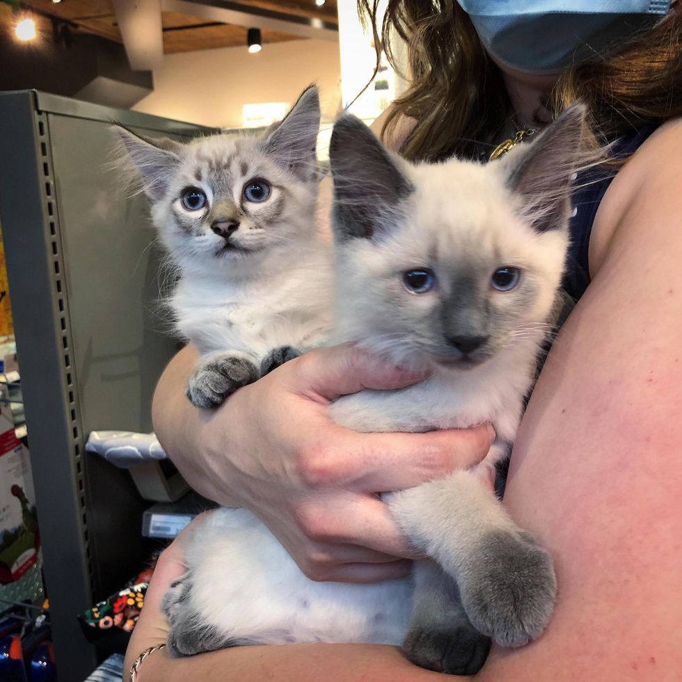 siamese kittens