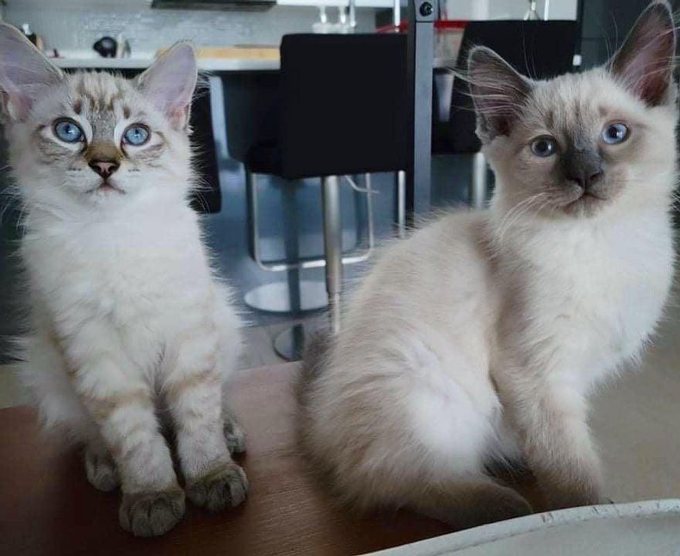 siamese brothers kittens