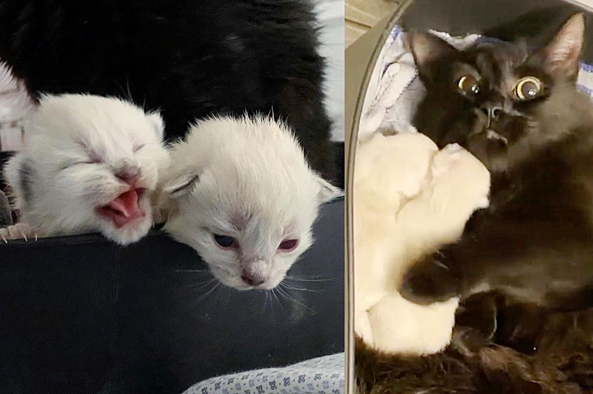 Neighbor Helped Cat and Her Unborn Kittens After She Was Found Left Outside Her Home