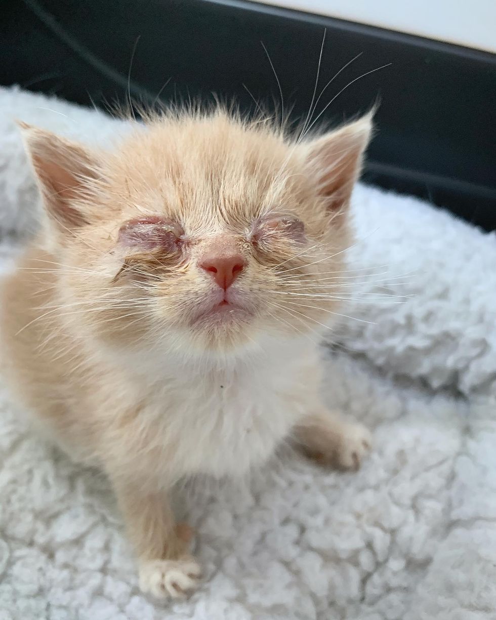 eye infection kitten