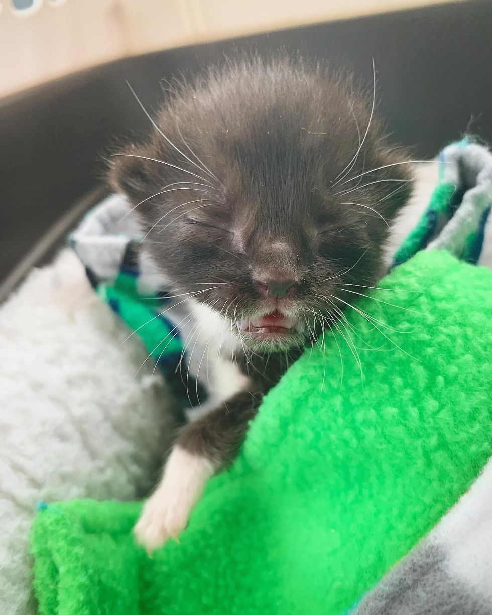 tuxedo baby kitten