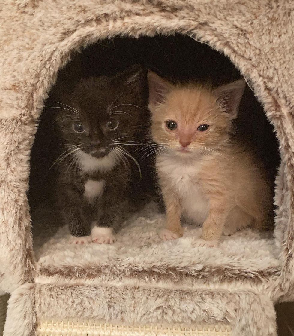 best friends kittens