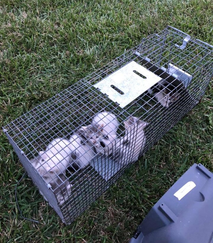 Man Crawls Under Sidewalk to Rescue 6 Kittens So They Can Have Better Lives