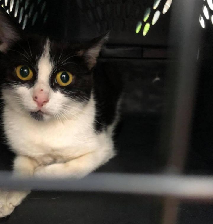 Man Crawls Under Sidewalk to Rescue 6 Kittens So They Can Have Better Lives