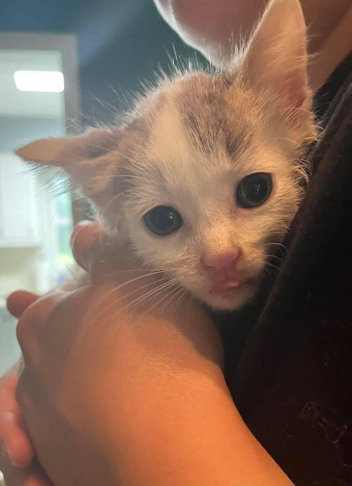 Man Crawls Under Sidewalk to Rescue 6 Kittens So They Can Have Better Lives