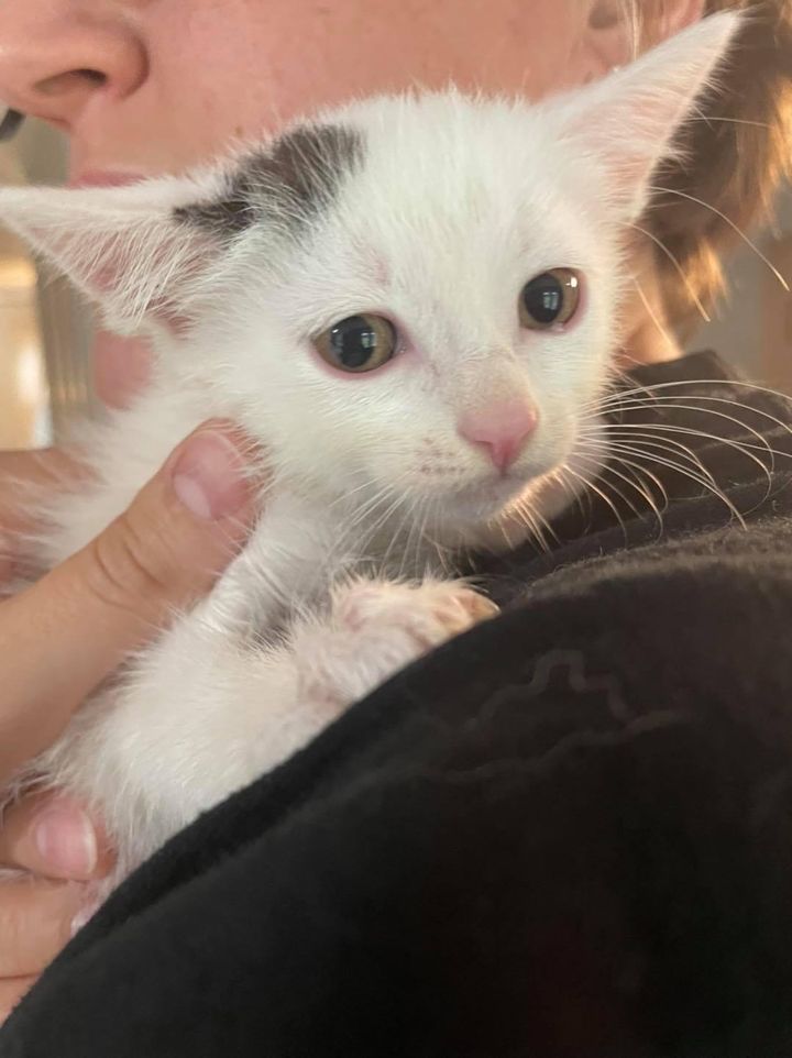 Man Crawls Under Sidewalk to Rescue 6 Kittens So They Can Have Better Lives