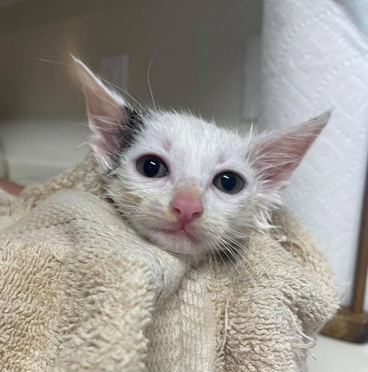 Man Crawls Under Sidewalk to Rescue 6 Kittens So They Can Have Better Lives