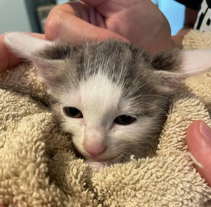 Man Crawls Under Sidewalk to Rescue 6 Kittens So They Can Have Better Lives