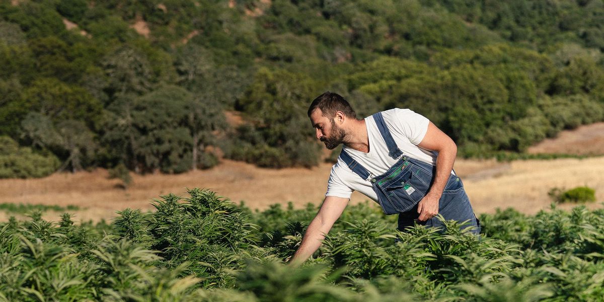 What is "sustainable" cannabis? In California's Emerald Triangle, it starts with terroir and sunshine - Vimarsana News