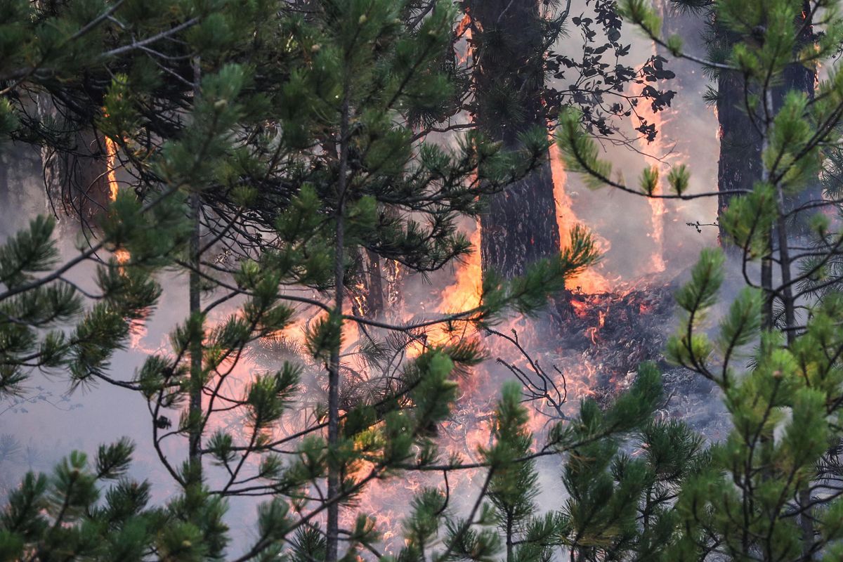 Farla pagare ai piromani è quasi impossibile (grazie al governo Renzi)