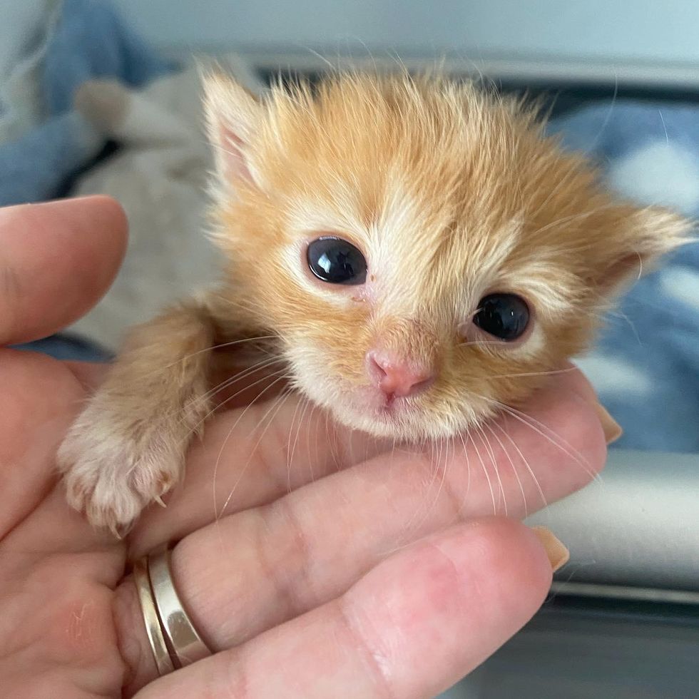 orange tabby kitten