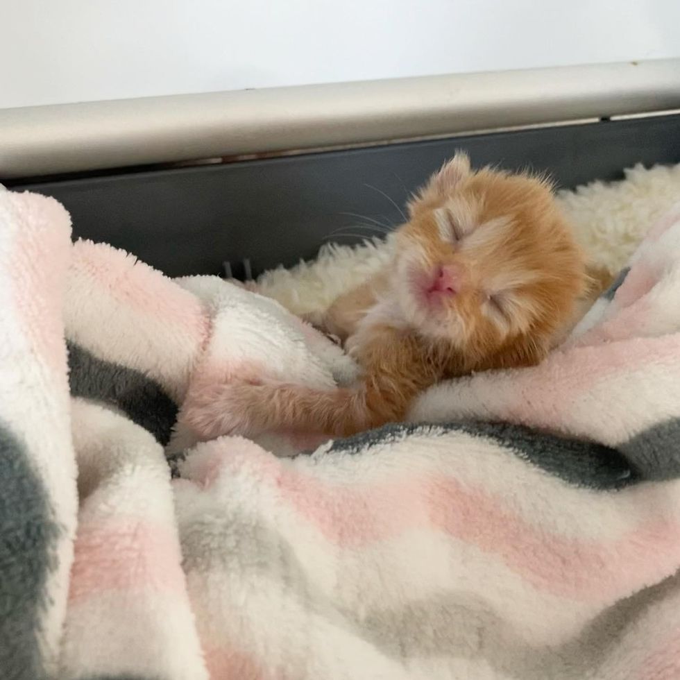 sleepy newborn kitten