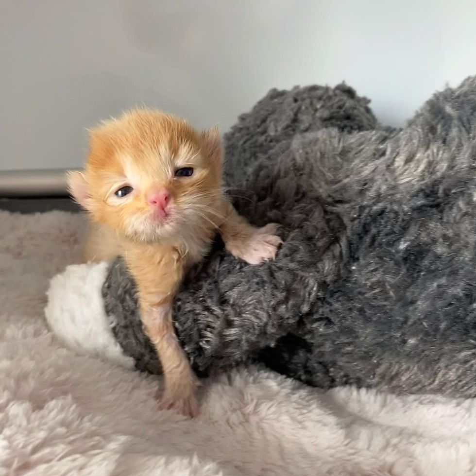 tiny ginger kitten