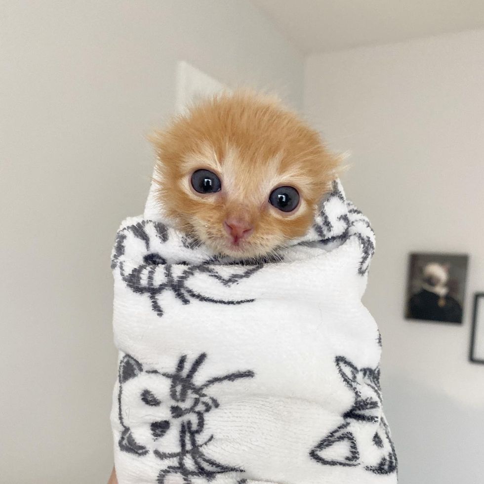 purrito kitten