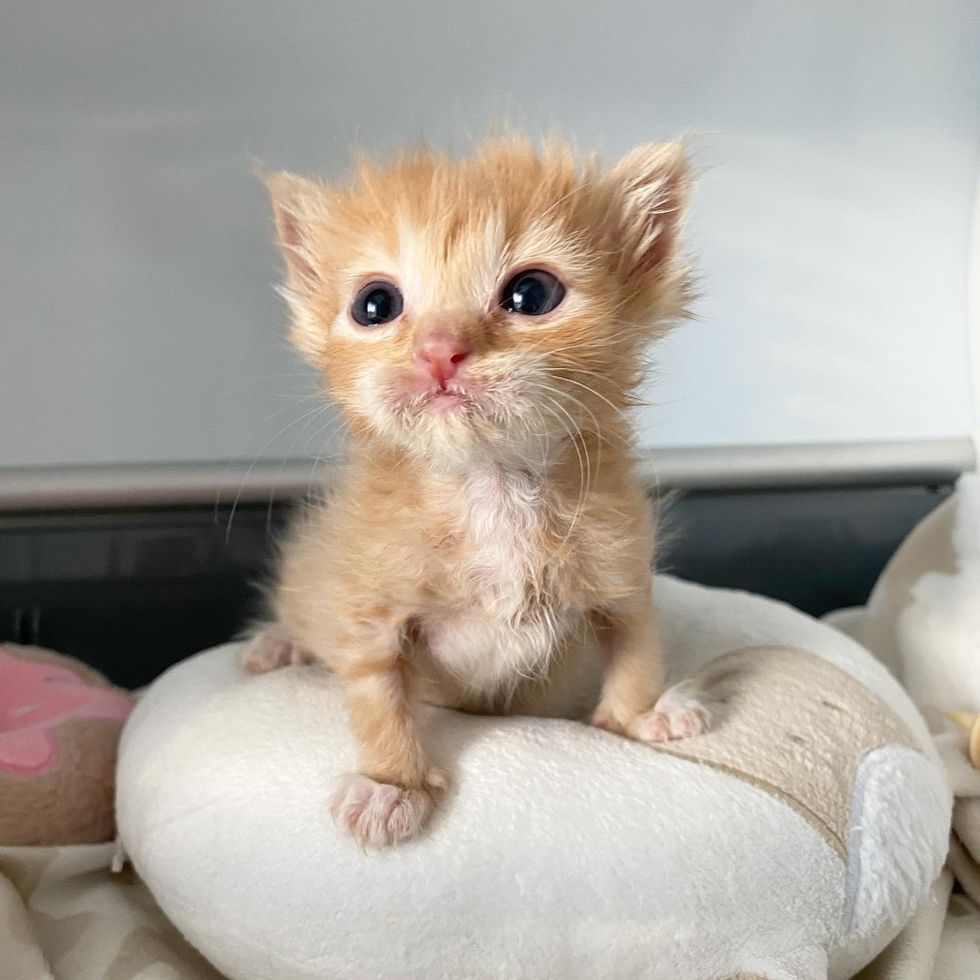 tiny mighty kitten