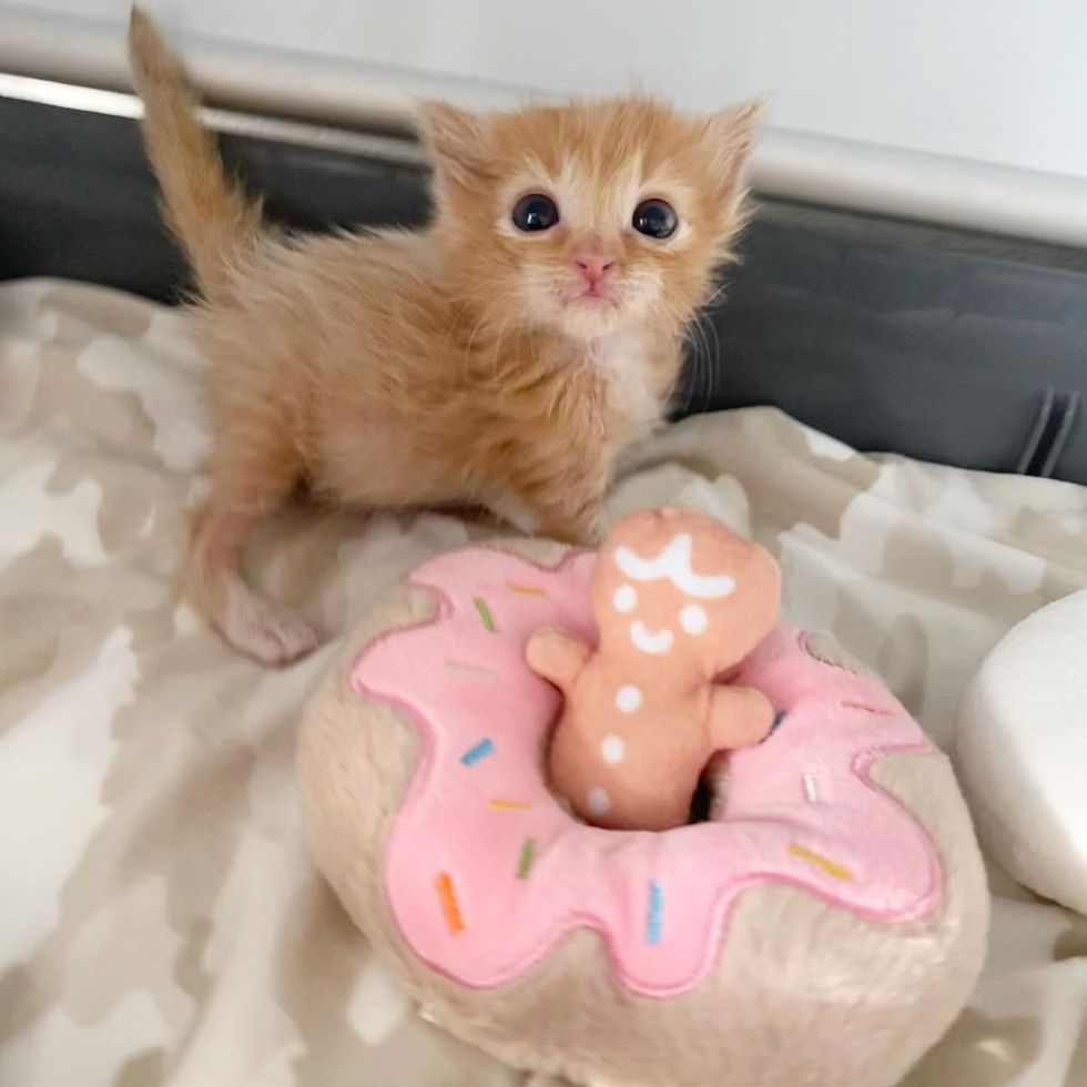 fluffy ginger kitten