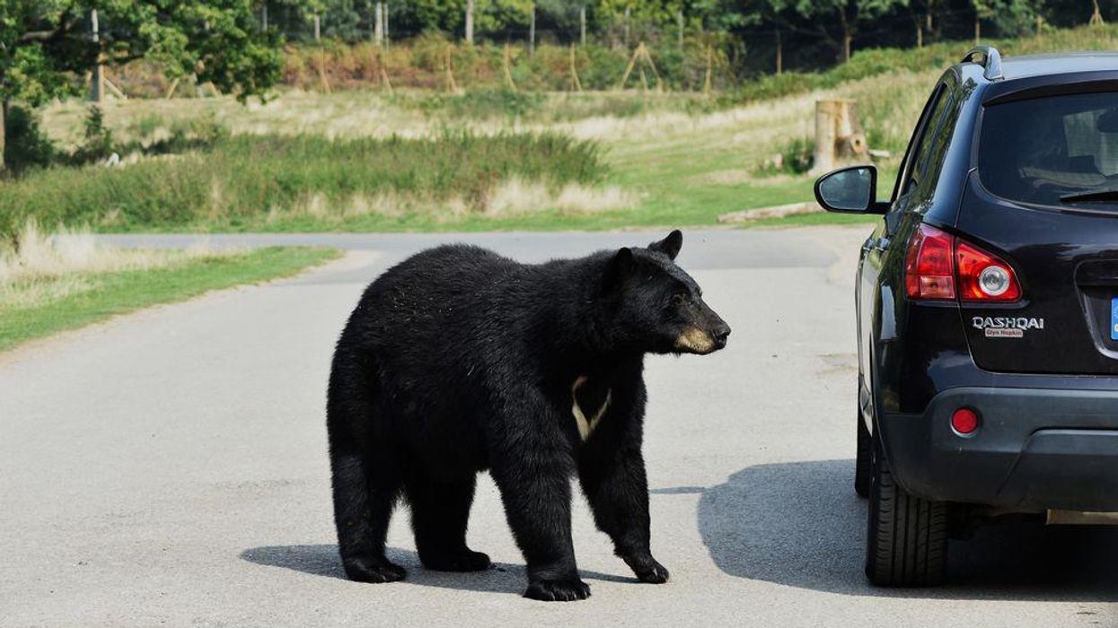 Tennessee woman finds black bear locked inside her car