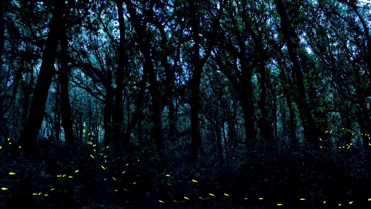 Memories of lightning bugs and why some people call them 'fireflies'