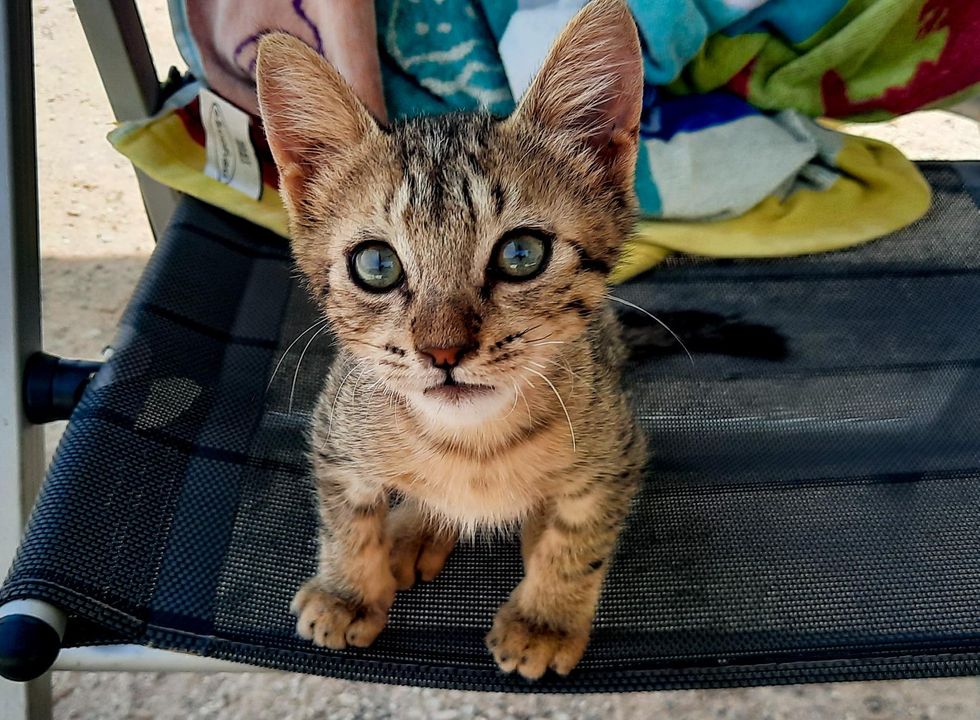 stray kitten tabby