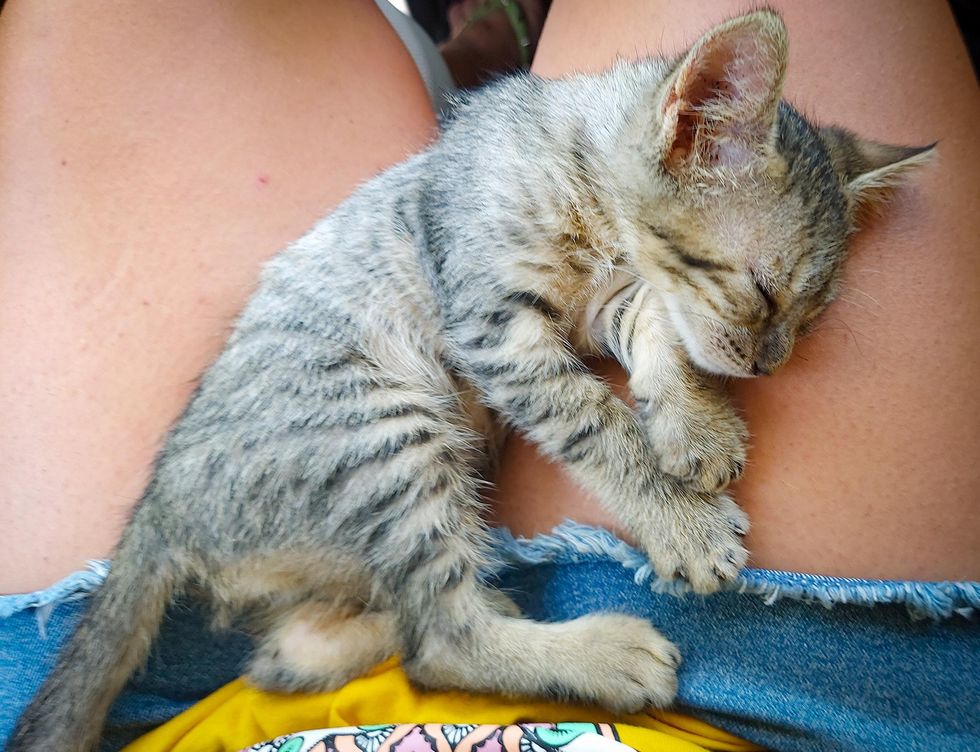 sleeping stray kitten