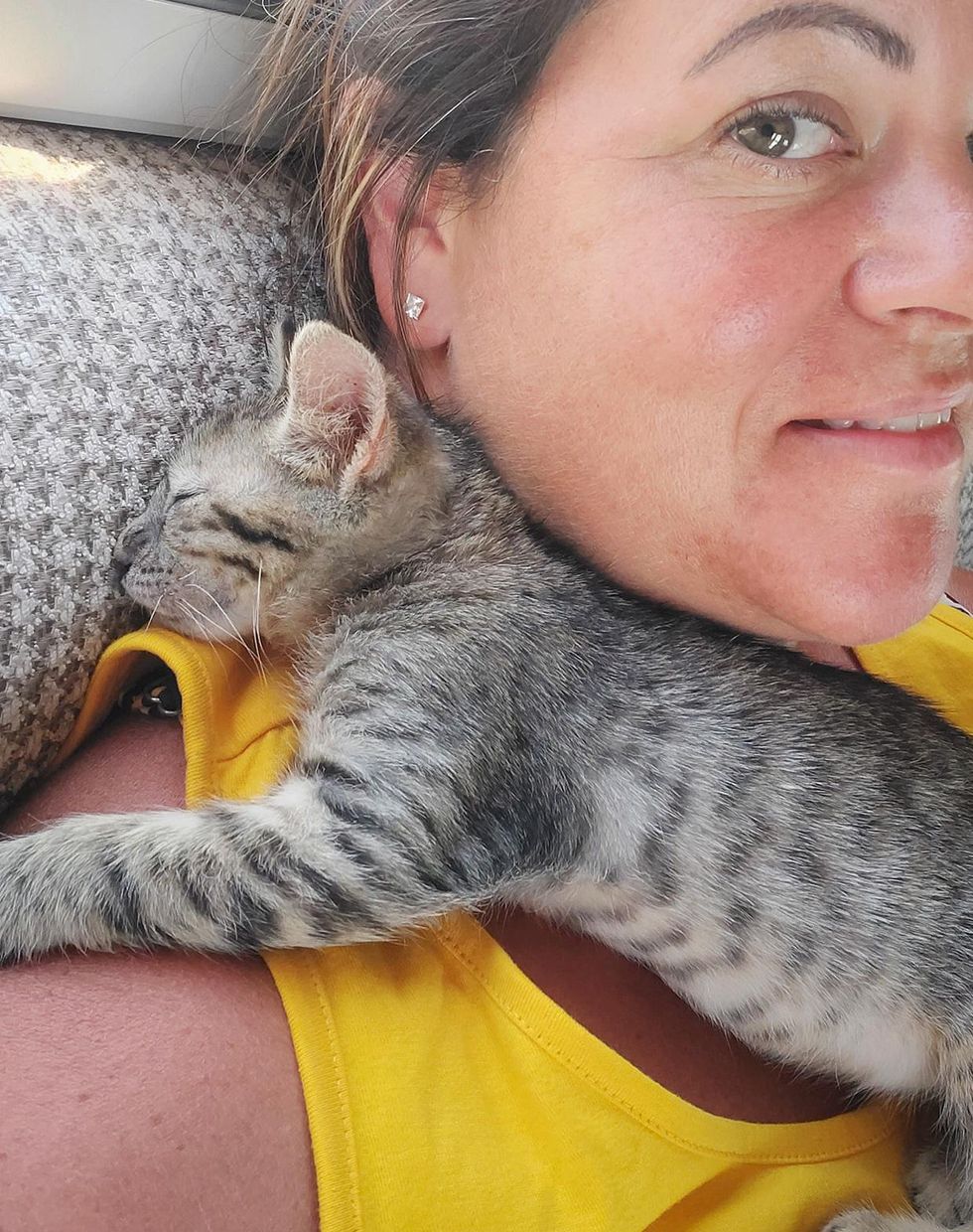 kitten chooses human