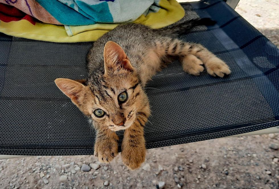 travel van kitty