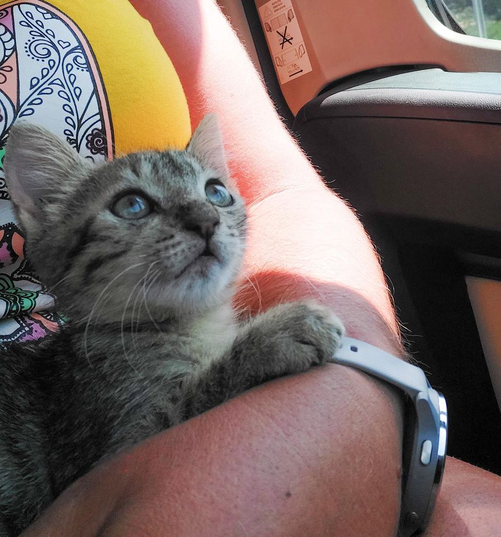 chaton câlin en voiture