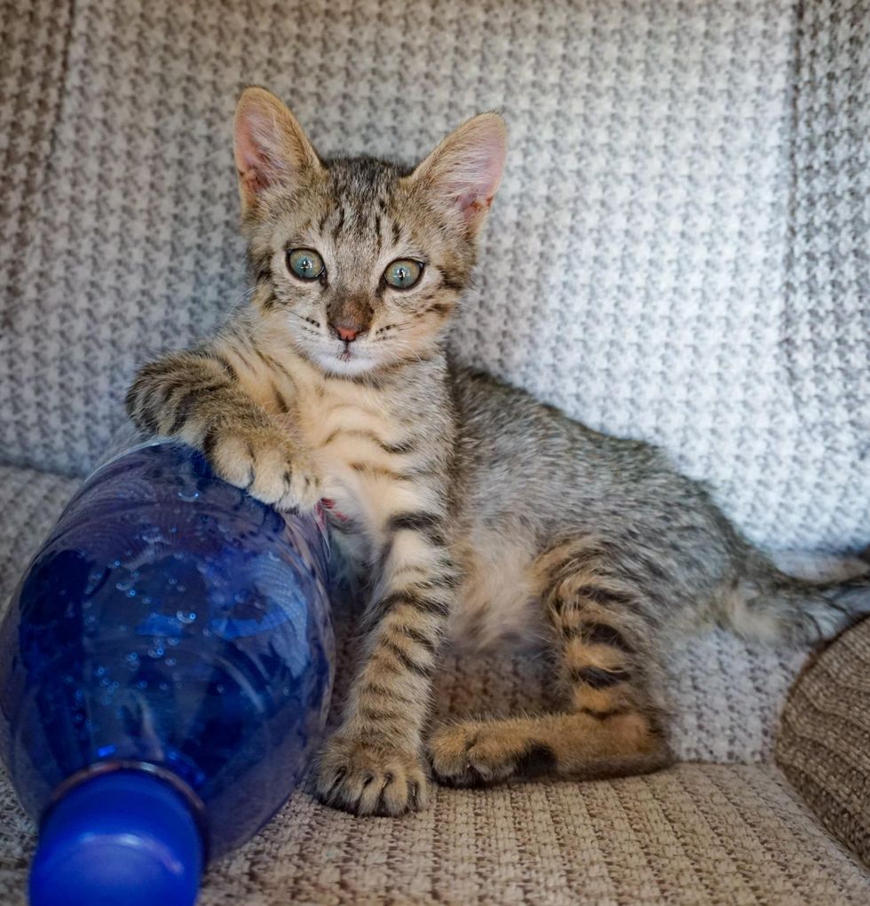 chaton tigré à la maison