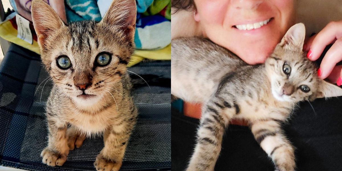 Kitten Comes Bounding Up to Couple on a Beach and Asks to Travel with ...