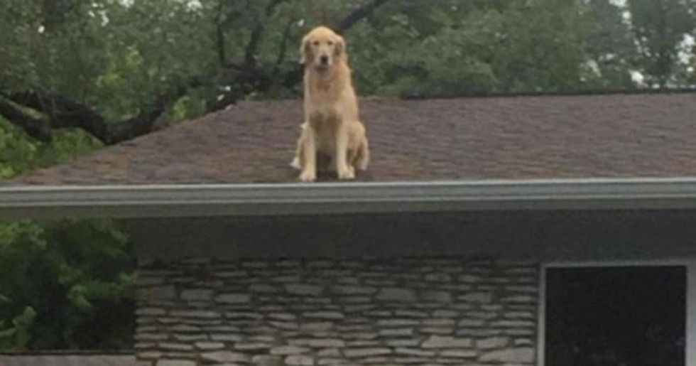 Family posts a very chill note to neighbors explaining why their dog is on the roof