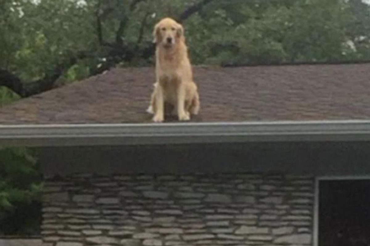 dog on roof, huckleberry the dog, funny dogs
