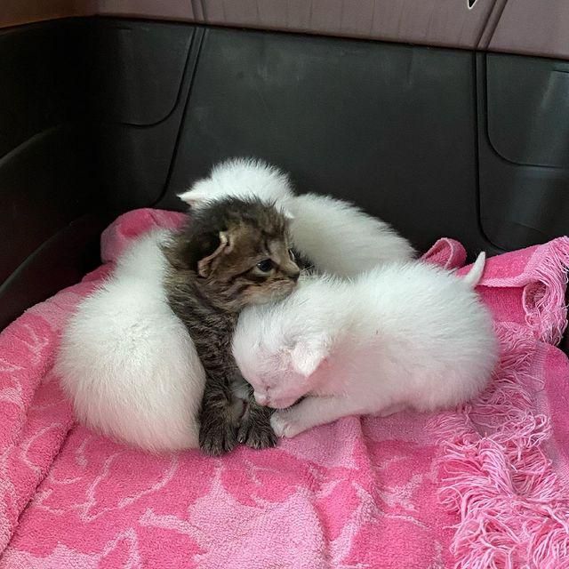 cuddly kitten littermates